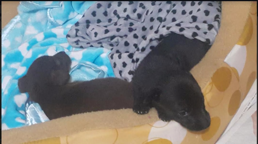 Canela y Blaky, cuando eran pequeños cachorros 