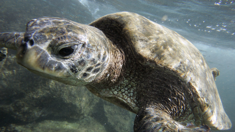 Una tortuga marina verde captada en las costas de Oahu, en Hawái.