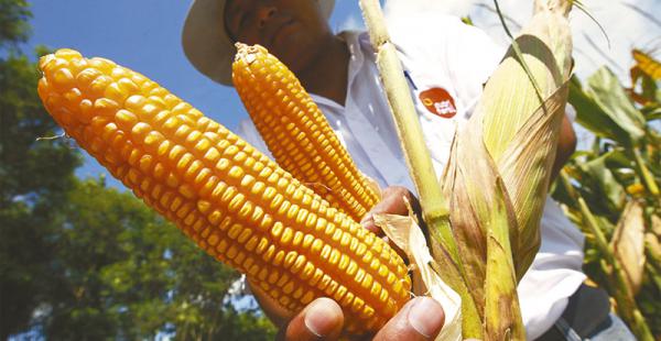 Cada año el sector demanda 600.000 toneladas del grano