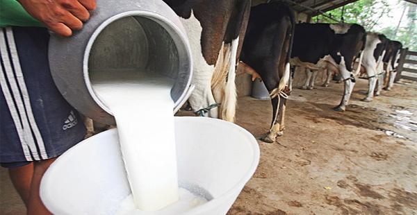 De acuerdo con Fedeple, la factoría propuso a los productores pagarles Bs 2,90 por cada litro de leche