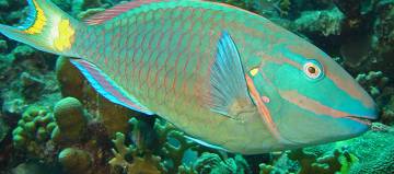 Imagen de un pez loro. Imagen de un pez loro.