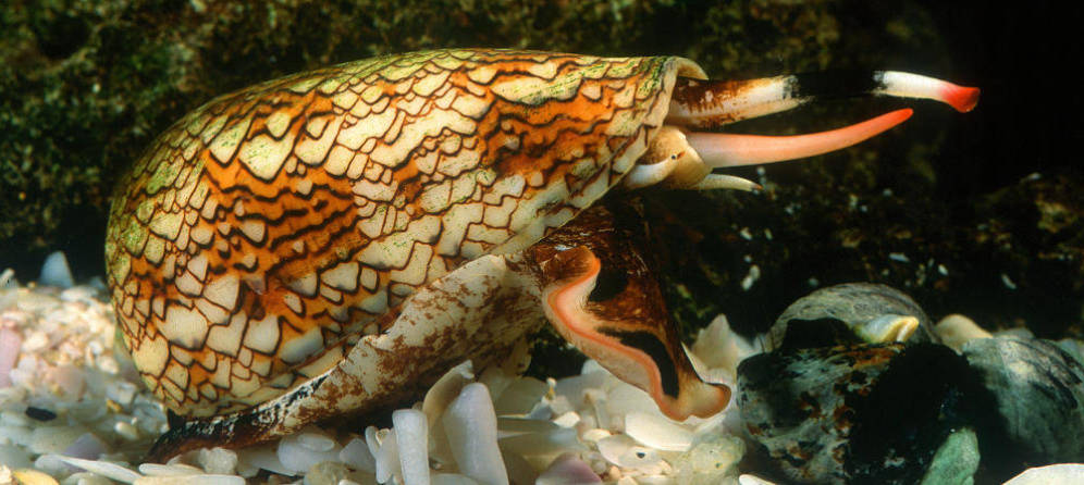 Foto: El caracol cono, conocido como