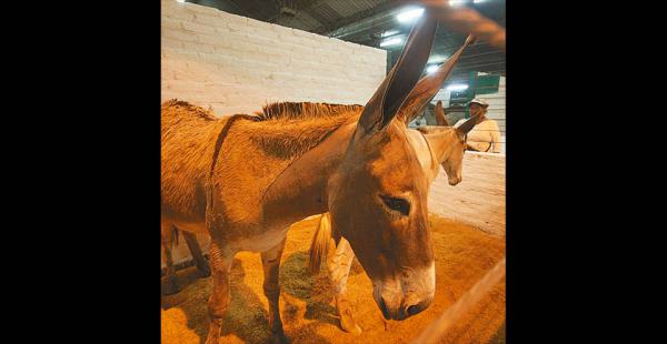 Ejemplares cotizados los conocedores de animales pagan hasta $us 25.000 por cada unidad