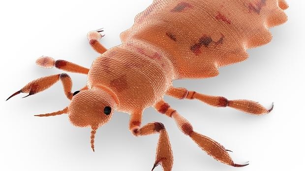 Eliminar los piojos nunca fue tan fácil