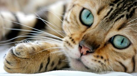 Las autoridades afirman que deben aplicarse medidas para que los felinos no transmitan enfermedades y para que no rompan el equilibrio ecológico