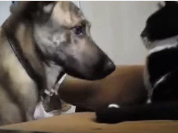 Divertidos casos de perros que intentan llevarse bien con gatos