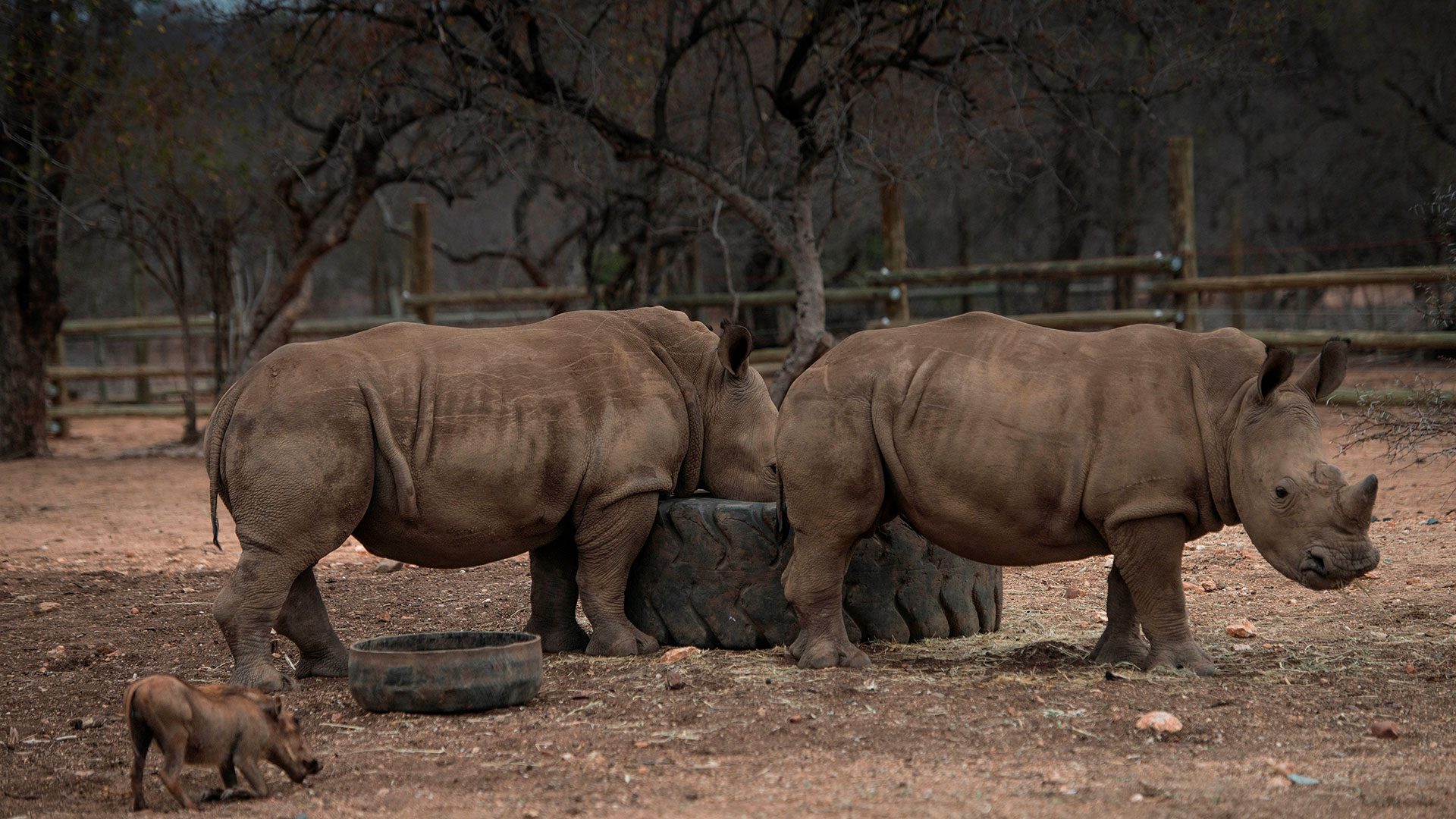 En 2015, cerca de 1.200 rinocerontes fueron blanco de la caza ilegal en Sudáfrica (AFP)