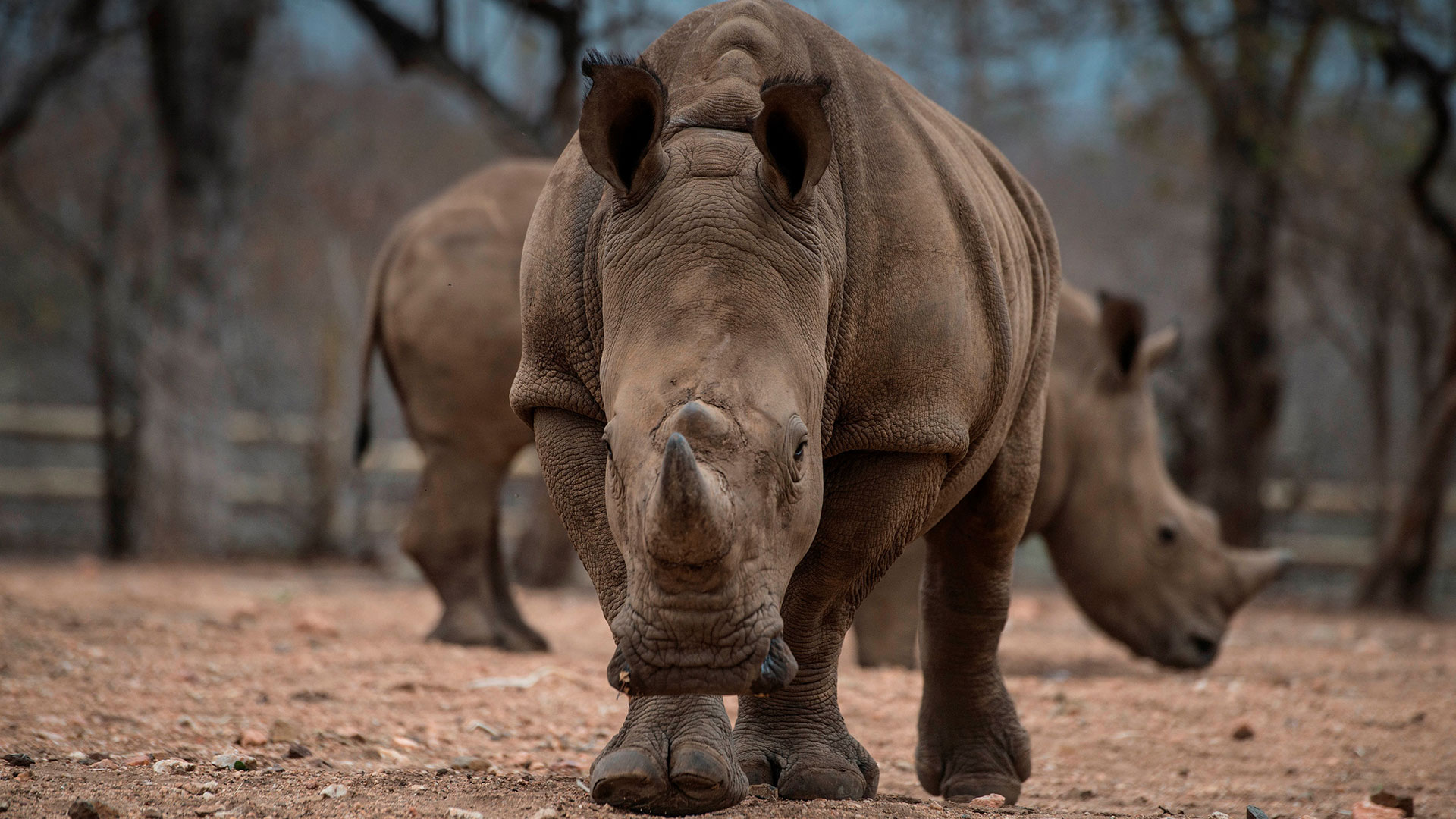 Los rinocerontes, en la mira de los cazadores furtivos de Sudáfrica (AFP)