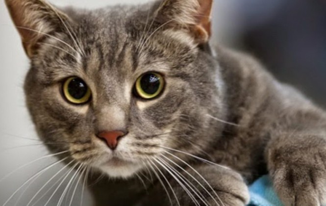 Arranca la campaña de recolección de gatos para afrontar la invasión de ratas en Exaltación Arranca la campaña de recolección de gatos para afrontar la invasión de ratas en Exaltación