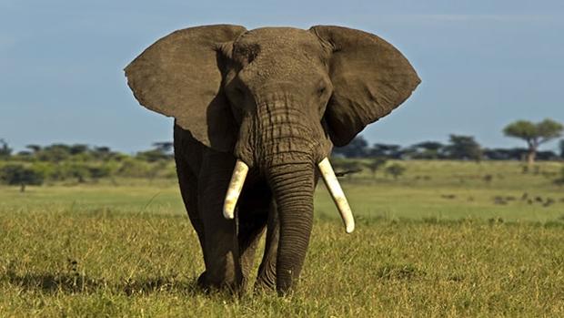 elefante-africano-kz7g-620x349abc