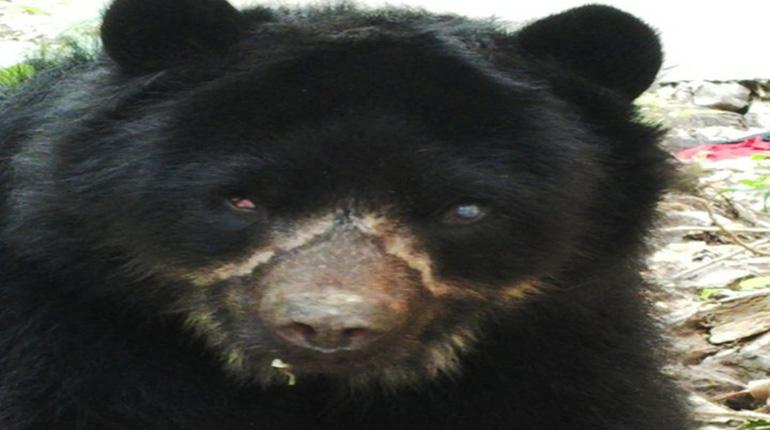 El oso andino y la puma que fueron rescatados del maltrato están en dos refugios naturales | Los Tiempos