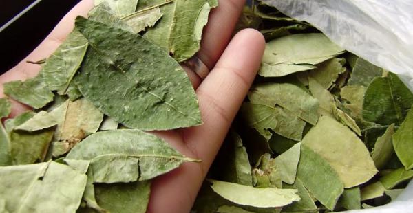 El uso de la hoja de coca solo quitará el amargo del cacao