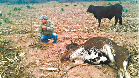 Muerte de ganado en áreas rurales de Santa Cruz