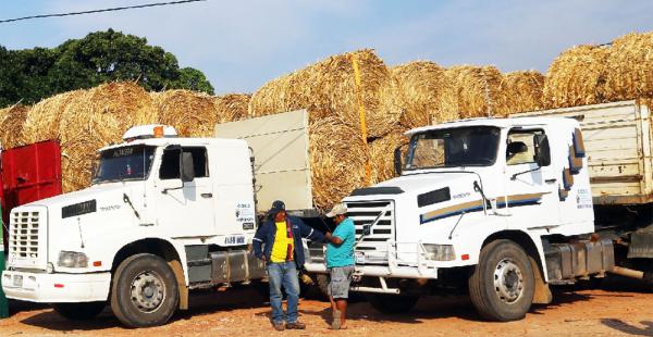 Cada semana, se envían 10 toneladas de forraje por municipio para el ganado