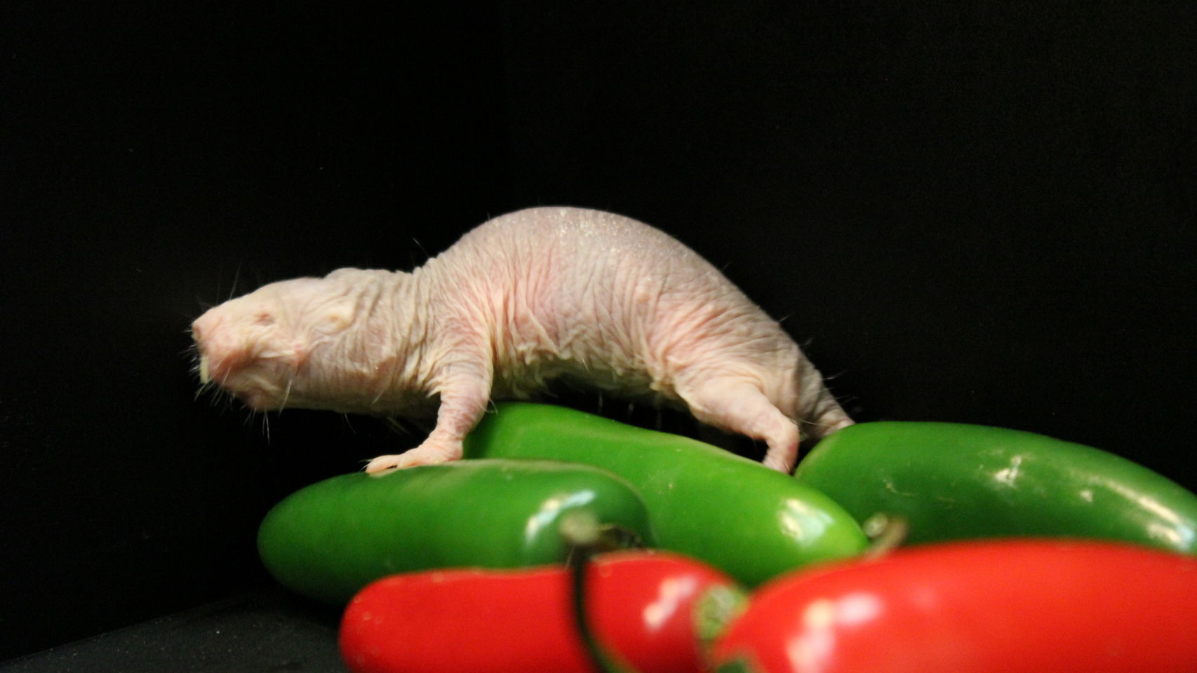 Así es el animal resistente al cáncer que tampoco siente dolor