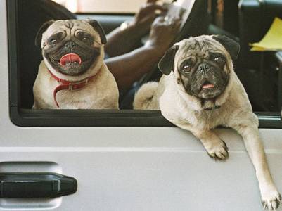 perros raza pugs chinos eeuu mug usa corvallis a 19980910 chinesse pugs holley and buddy try to catch the attention of passersby from the front seat of their owners car outside the post office in corvallis ore., friday, sept 11, 1998. the dogs were a little noisy but most people seemed to enjoy the two. [ap photo-the corvallis gazette-times, karl maasdam] perros raza PUGS chinos eeuu MUGUSACORVALLISA19980910Chinesse pugs Holley and Buddy try to catch the attention of passersby from the front seat of their owners car outside the post office in Corvallis Ore., Friday, Sept 11, 1998. The dogs were a little noisy but most people seemed to enjoy the two. [AP Photo/The Corvallis Gazette-Times, Karl Maasdam]