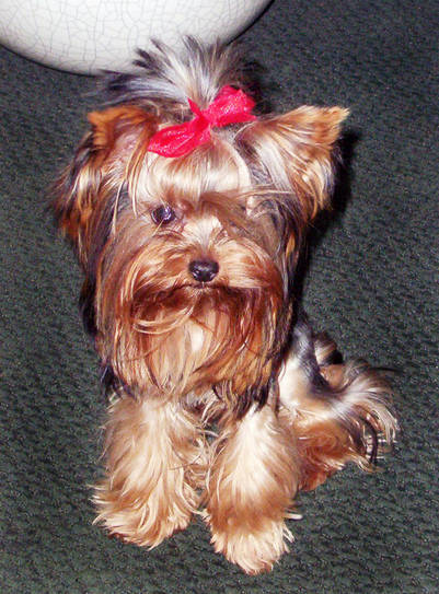 in this undated photo provided by lea dunn, princess, a yorkshire terrier, is shown. oakland, california police are looking for two men who stole the yorkshire terrier at gunpoint and strangled the pup as they fled, thursday, feb. 23, 2006. (ap photo_courtesy of lea dunn via the oakland tribune) ** no sales mags out ** perrito secuestrado y estrangulado eeuu perro raza yorkshire terrier