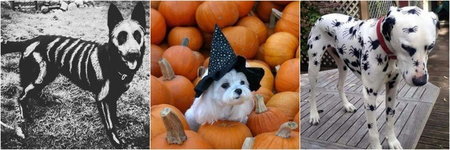 brumoso Salón de clases reacción Cómo disfrazar a tu perro para Halloween – eju.tv