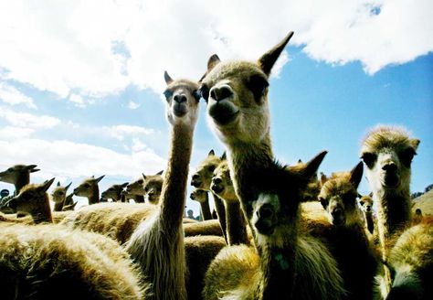 Población de vicuñas en el departamento de La Paz