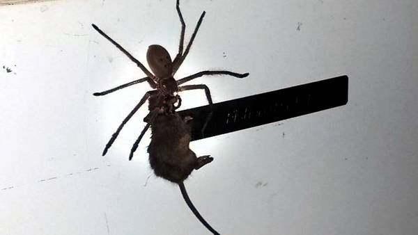 Aterrador: una araña gigante cazó a un ratón.