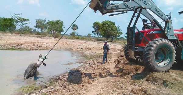 Ganaderos de la provincia Cercado extreman esfuerzos para salvar a los bovinos que sucumben atascados en el intento de beber agua de los atajados