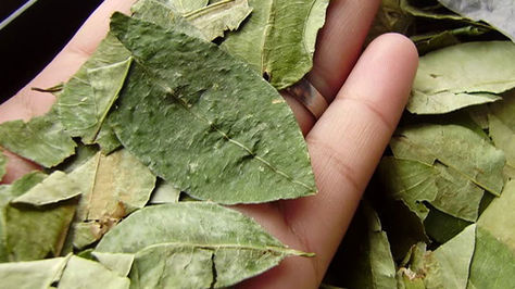 Estudiantes del Chapare estudiarán la historia de la coca desde 2017