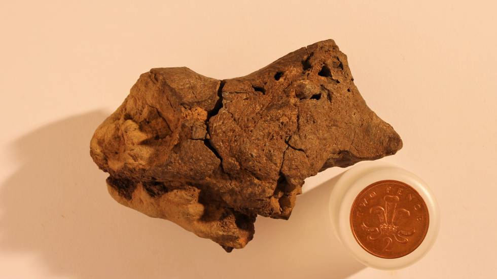 Lo que parecía un pedrusco resultó ser parte de un cerebro de dinosaurio.