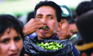 Exceso de “acullico” de coca puede causar cáncer de boca