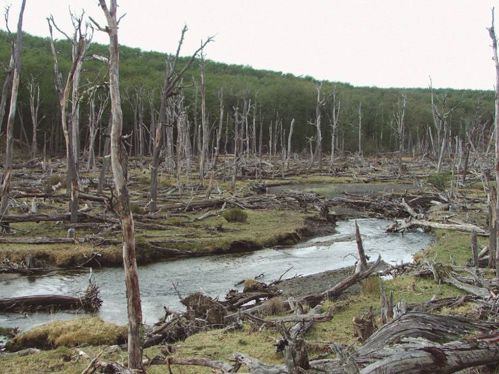 Bosque fueguino destrozado por castores.