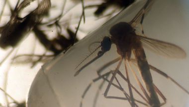 Imágenes de mosquitos aedes aegypti —portadores del virus del Zika— tomadas en la Universidad de El Salvador en San Salvador en febrero de 2016. (Crédito: MARVIN RECINOS/AFP/Getty Images)