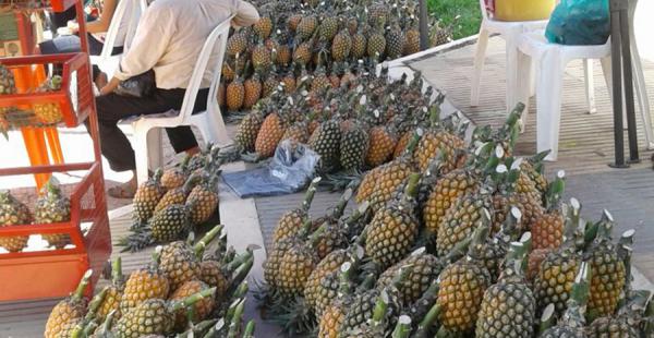 La Feria de la Piña comenzó este domingo