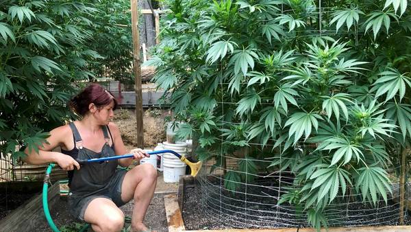 riega-plantacion-cannabis-california