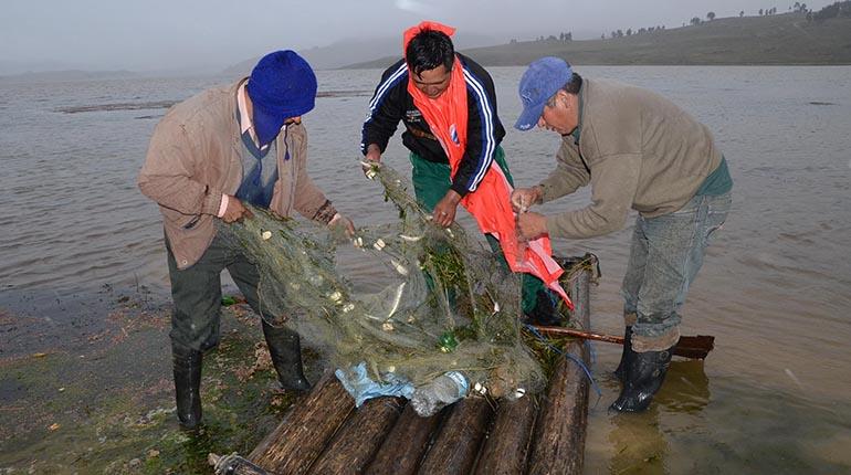 Pescadores atrapan en redes a los peces, una fuente de ingreso económico y turismo, a principios de 2015. | José Rocha