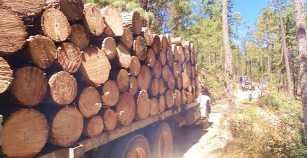 Las rutas que se usan para el desplazamiento de la madera se utilizan, además, para desplazar otros bienes ilícitos, como drogas o armas