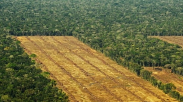 denuncian-la-deforestacion-de-700-hectareas-de-bosque-en-bolivia-para-la-plantacion-de-ca-241a-de-azucar-_372670