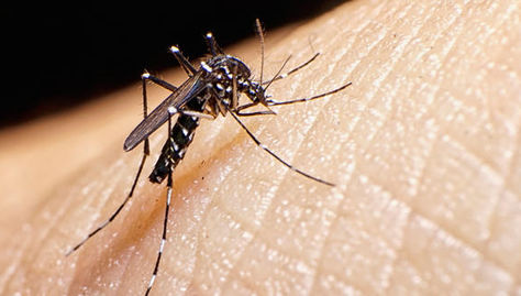 Mosquito portador del virus del zika