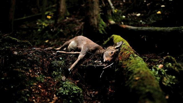 Un ciervo herido en Oi, prefectura de Fukui