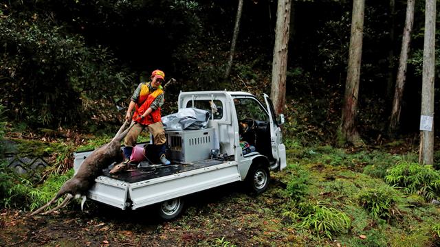 La cazadora Chiaki Kodama carga a un ciervo en su camioneta en Oi, prefectura de Fukui