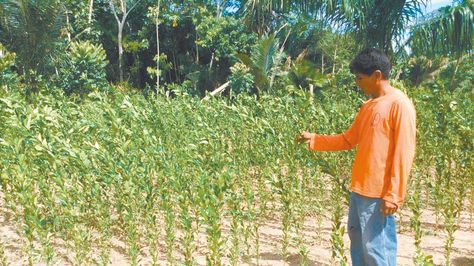 Ingresos. Los plantines de naranja son la esperanza de mejores días para los comunarios de Altamarani.