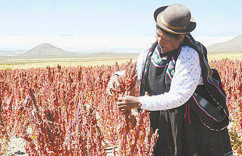 Una productora de quinua real en labores de cosecha en el municipio de Uyuni, departamento de Potosí
