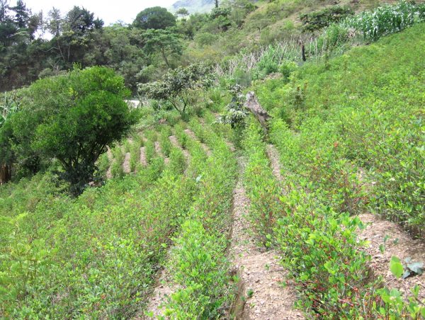 Plantaciones de coca ilegal se incrementan en varias regiones del país.