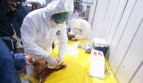 Un especialisata analiza el brote de gripe aviar. Foto: EMOL /GDA