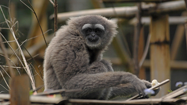 Una nueva especie de primate recibe el nombre del protagonista de 