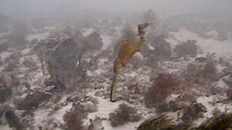 'Rubí' del mar: Filman por primera vez una rara especie de dragón marino (Video)