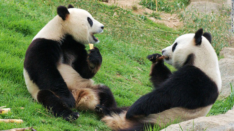 Reserva de pandas gigantes de Chengdu (China).