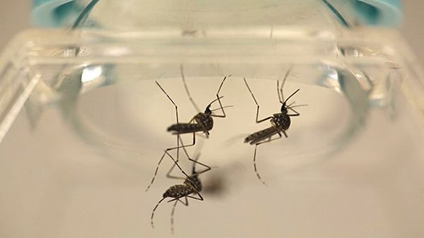 Aedes aegypti, el mosquito que transmite el virus del dengue (Reuters)