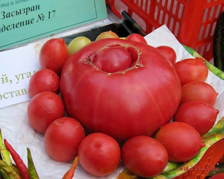 Syzran Tomato From Festival