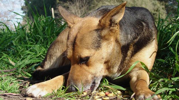 En Alta Gracia descontarán impuestos para quienes adopten perros callejeros