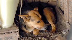 En Alta Gracia descontarán impuestos para quienes adopten perros callejeros