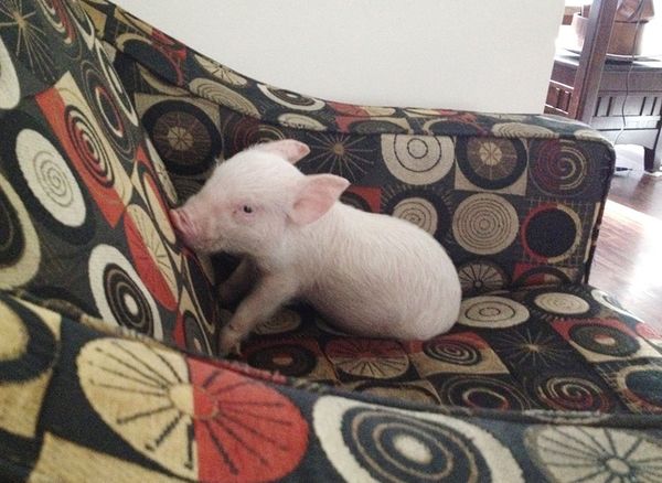 Esther era un pequeño cerdo de 5 semanas cuando llegó a su hogar de adopción
